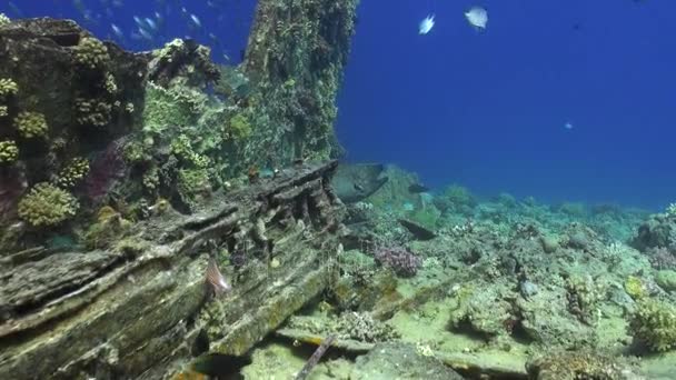 Müren balığı mercanlar Kızıldeniz peyzaj kumlu alt mavi arka plan üzerinde. — Stok video