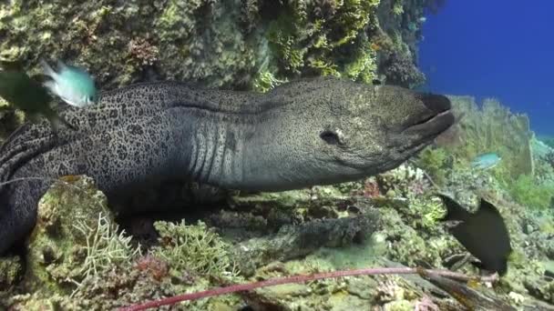 Moray anguilla in coralli su sfondo blu di fondo sabbioso del paesaggio nel Mar Rosso . — Video Stock