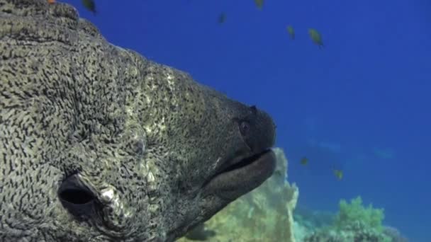 Moray anguila en corales sobre fondo azul de fondo arenoso del paisaje en el Mar Rojo . — Vídeos de Stock