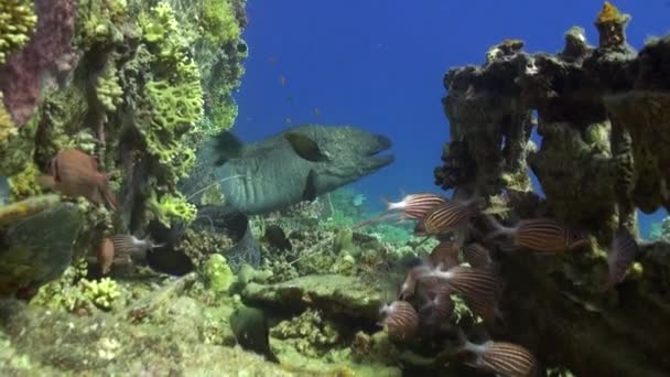 Moray eel in corals on blue background of sandy bottom of landscape in Red sea. — Stock Video