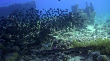 Sualtı batık gemi Red Sea'deki/daki arka plan üzerinde balık sürüsü.