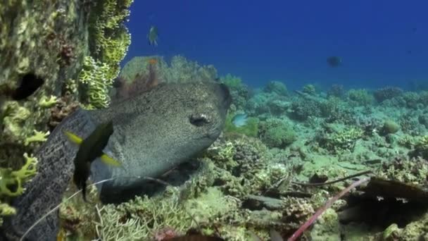 Moray anguilla in coralli su sfondo blu di fondo sabbioso del paesaggio nel Mar Rosso . — Video Stock