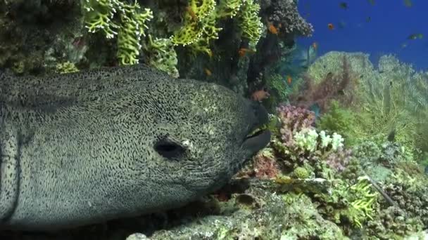 Moray węgorzy w korale na niebieskim tle z piaszczystym dnem krajobrazu nad Morze Czerwone. — Wideo stockowe