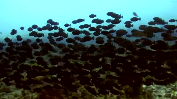 School of fish underwater on background of wreck ship in Red sea. — Stock Video