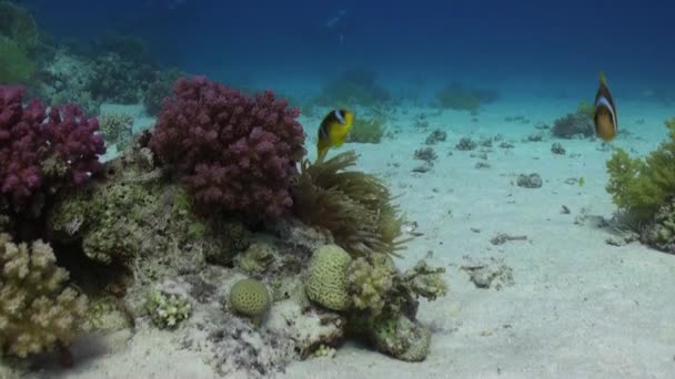 Anemone and clownfish on background of underwater sandy bottom in Red sea. — Stock Video