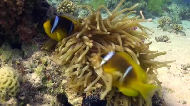 Anemone och clownfiskar på bakgrund av undervattens sandbotten i Röda havet. — Stockvideo