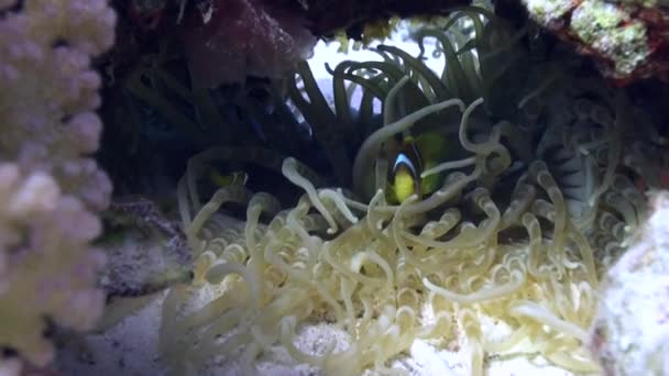 Анемон и рыба-клоун на фоне подводного песчаного дна Красного моря . — стоковое видео