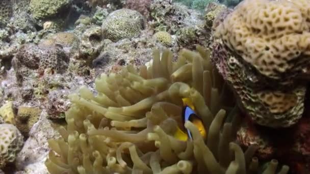 Anémone et clownfish sur fond de fond sablonneux sous-marin en mer Rouge .