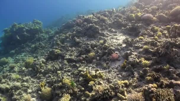 Peces bajo el agua en el fondo paisaje marino en el Mar Rojo . — Vídeo de stock