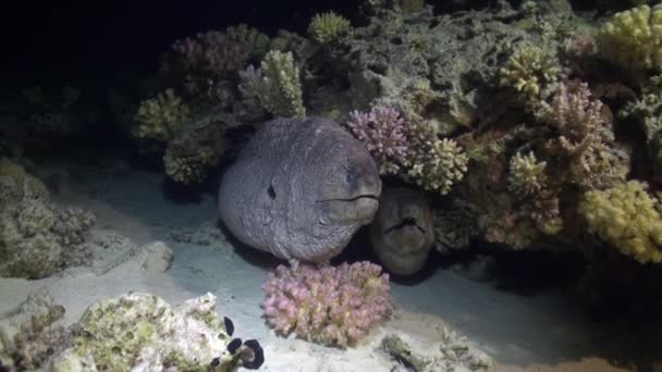 Moray anguila en corales sobre fondo azul de fondo arenoso del paisaje en el Mar Rojo . — Vídeo de stock