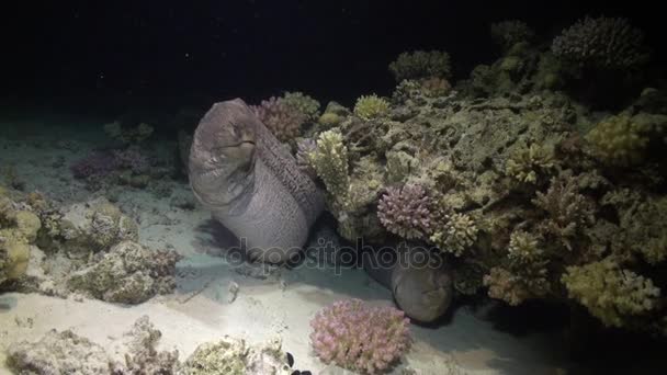 Moray węgorzy w korale na niebieskim tle z piaszczystym dnem krajobrazu nad Morze Czerwone. — Wideo stockowe