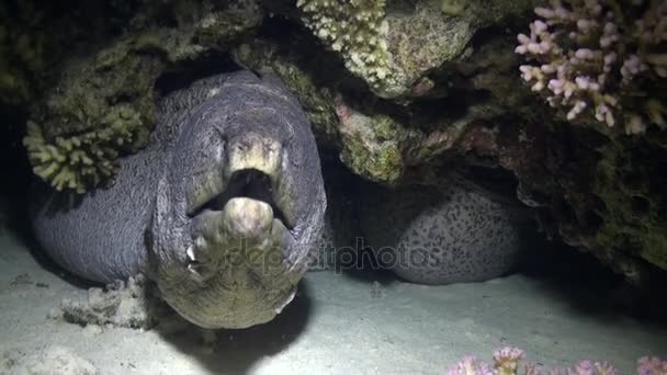 Moray anguila en corales sobre fondo azul de fondo arenoso del paisaje en el Mar Rojo . — Vídeos de Stock