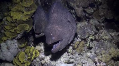 Müren balığı mercanlar Kızıldeniz peyzaj kumlu alt mavi arka plan üzerinde.