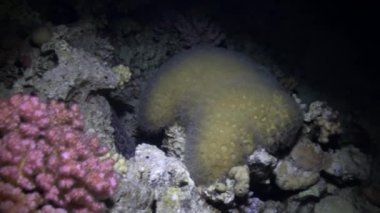 Müren balığı mercanlar Kızıldeniz peyzaj kumlu alt mavi arka plan üzerinde.