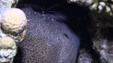 Müren balığı mercanlar Kızıldeniz peyzaj kumlu alt mavi arka plan üzerinde.