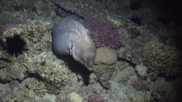 Moray anguilla in coralli su sfondo blu di fondo sabbioso del paesaggio nel Mar Rosso . — Video Stock