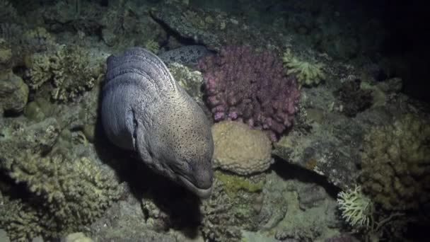 Moray węgorzy w korale na niebieskim tle z piaszczystym dnem krajobrazu nad Morze Czerwone. — Wideo stockowe