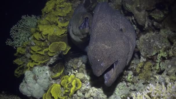 Moray anguila en corales sobre fondo azul de fondo arenoso del paisaje en el Mar Rojo . — Vídeo de stock