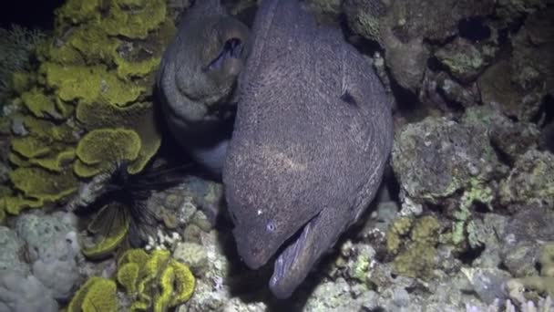 Moray węgorzy w korale na niebieskim tle z piaszczystym dnem krajobrazu nad Morze Czerwone. — Wideo stockowe