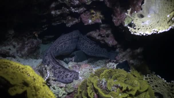 Moray anguila en corales sobre fondo azul de fondo arenoso del paisaje en el Mar Rojo . — Vídeos de Stock