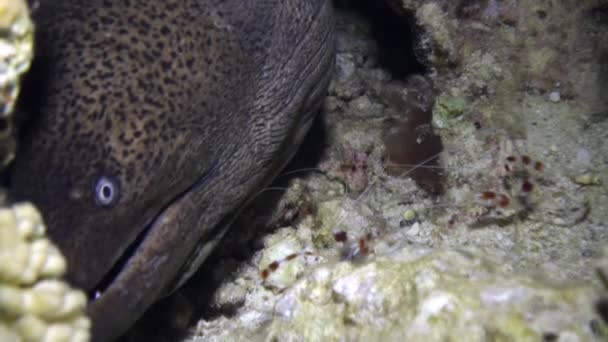 Moray anguila en corales sobre fondo azul de fondo arenoso del paisaje en el Mar Rojo . — Vídeo de stock