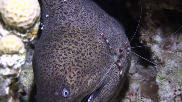 Moray anguila en corales sobre fondo azul de fondo arenoso del paisaje en el Mar Rojo . — Vídeos de Stock