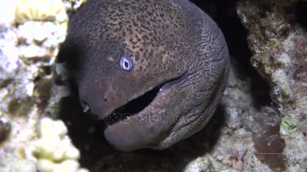 Moray eel in corals on blue background of sandy bottom of landscape in Red sea. — Stock Video