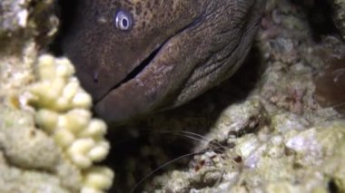 Müren balığı mercanlar Kızıldeniz peyzaj kumlu alt mavi arka plan üzerinde.