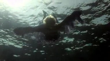 Melek kostüm sualtı modeli Red Sea'deki/daki kamera için poz veriyor.