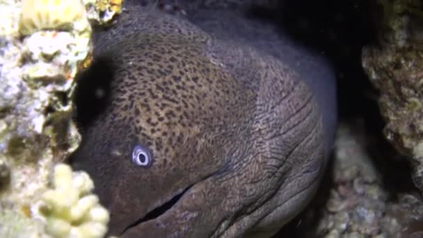 Moray eel in corals on blue background of sandy bottom of landscape in Red sea. — Stock Video