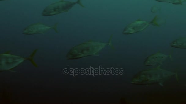 Scuola di pesce sott'acqua sullo sfondo paesaggio marino nel Mar Rosso . — Video Stock