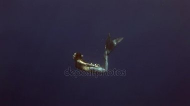 Genç kız modeli sualtı deniz kızı kostüm mavi zemin üzerine Kızıldeniz'teşkil etmektedir..