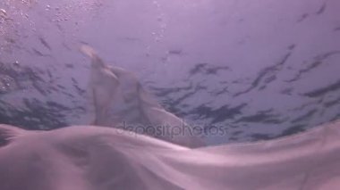 Sualtı modeli genç kız ücretsiz dalgıç Red Sea'deki/daki beyaz şeffaf örtü.