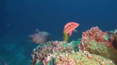Arka plan sualtı Mercan Denizi Galapagos Adaları içinde renkli balık.