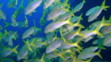Arka plan sualtı manzara Galapagos Adaları deniz içinde üzerinde balık sürüsü.