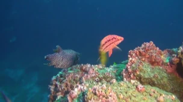 在背景水下的珊瑚在海的加拉巴哥群岛上五颜六色的鱼儿. — 图库视频影像