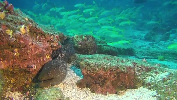 Moray anguila sobre fondo de escuela de peces bajo el agua en aguas profundas de Galápagos . — Vídeo de stock