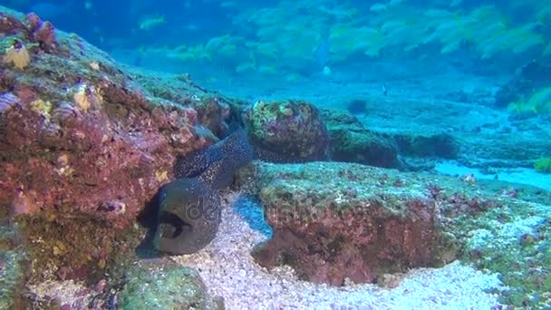 Muränen vor dem Hintergrund der Fischschwärme unter Wasser in der Tiefsee von Galapagos. — Stockvideo