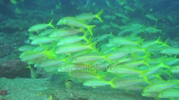 Hejno ryb na pozadí krajiny pod vodní hladinou v moři Galapágy. — Stock video