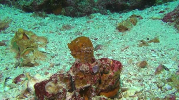 A Sea horse víz alatti, háttérben a homokos partú, a Galapagos-szigetek. — Stock videók