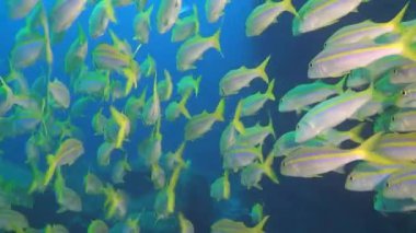 Arka plan sualtı manzara Galapagos Adaları deniz içinde üzerinde balık sürüsü.