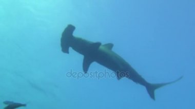 Galapagos deniz sualtı manzara arka plan büyük çekiç köpekbalığı.