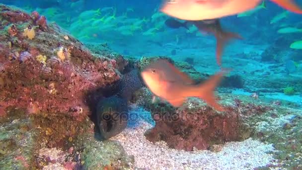 Moray anguila sobre fondo de escuela de peces bajo el agua en aguas profundas de Galápagos . — Vídeo de stock