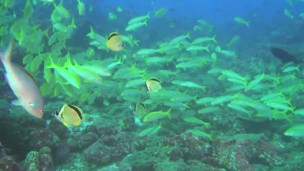 Hejno ryb na pozadí krajiny pod vodní hladinou v moři Galapágy. — Stock video