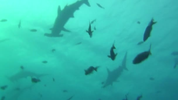 Group of great hammerhead shark on background underwater in sea of Galapagos. — Stock Video