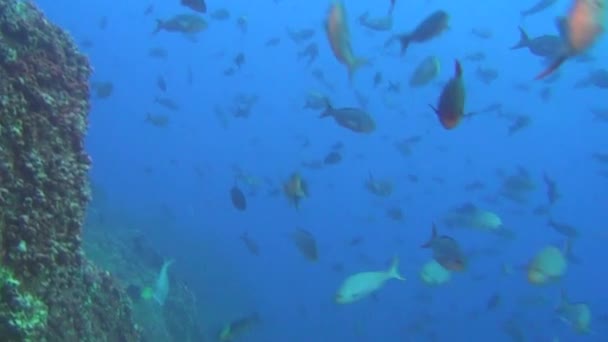 Fiskstim på bakgrunden undervattenslandskap i havet av Galapagosöarna. — Stockvideo