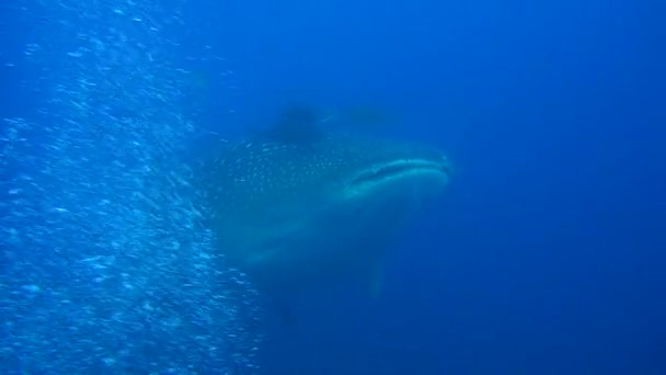 Large whale shark on background underwater landscape of Galapagos Islands. — Stock Video
