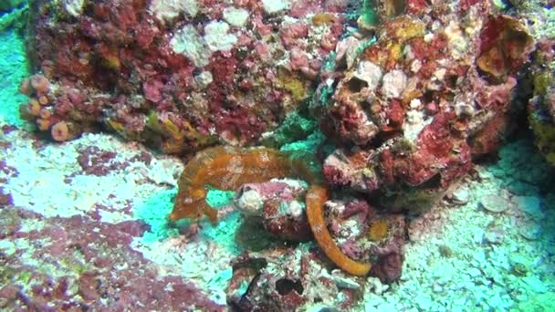 Sea horse under vattnet på röd korall av sandbotten på Galapagosöarna. — Stockvideo