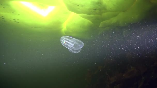 Ribkwallen underwter in ijs van witte zee. — Stockvideo