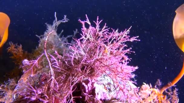 Mooie algen underwter in witte zee. — Stockvideo